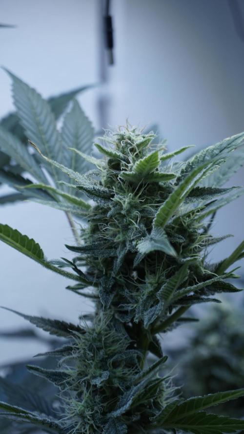 Russian Automatic X Sonnenerde. Week 11