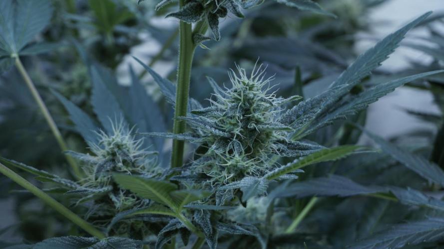 Russian Automatic X Sonnenerde. Week 11