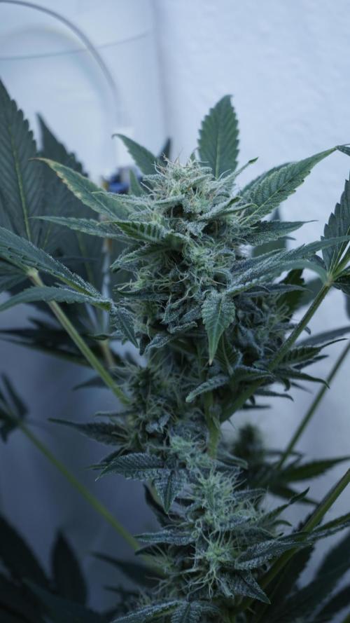 Russian Automatic X Sonnenerde. Week 11