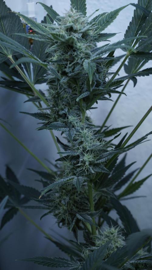 Russian Automatic X Sonnenerde. Week 11