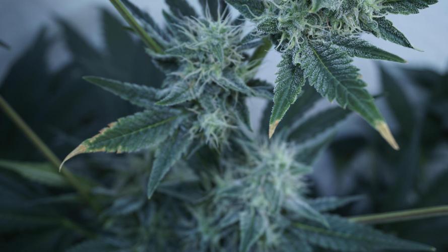 Russian Automatic X Sonnenerde. Week 11