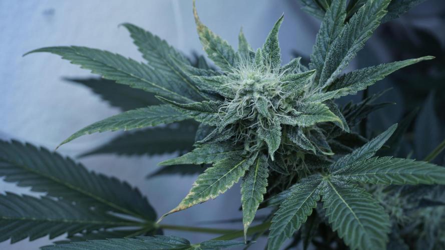 Russian Automatic X Sonnenerde. Week 11