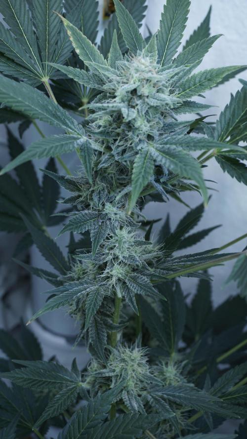 Russian Automatic X Sonnenerde. Week 11