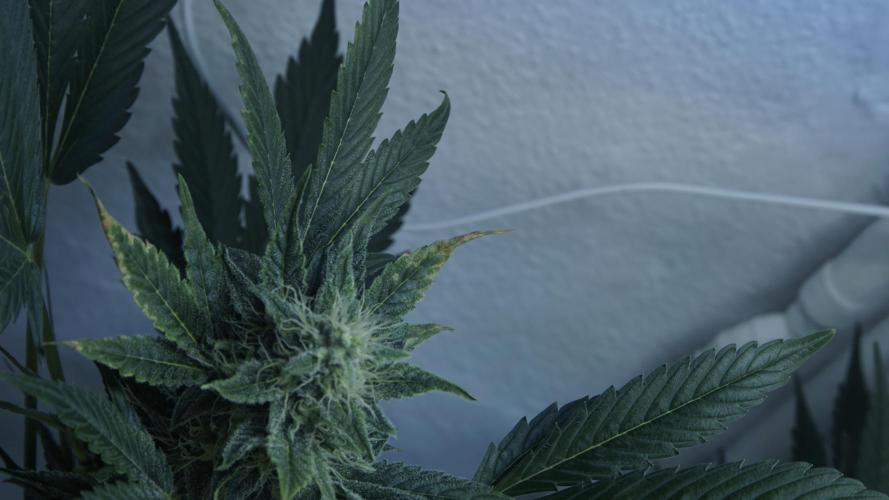 Russian Automatic X Sonnenerde. Week 11