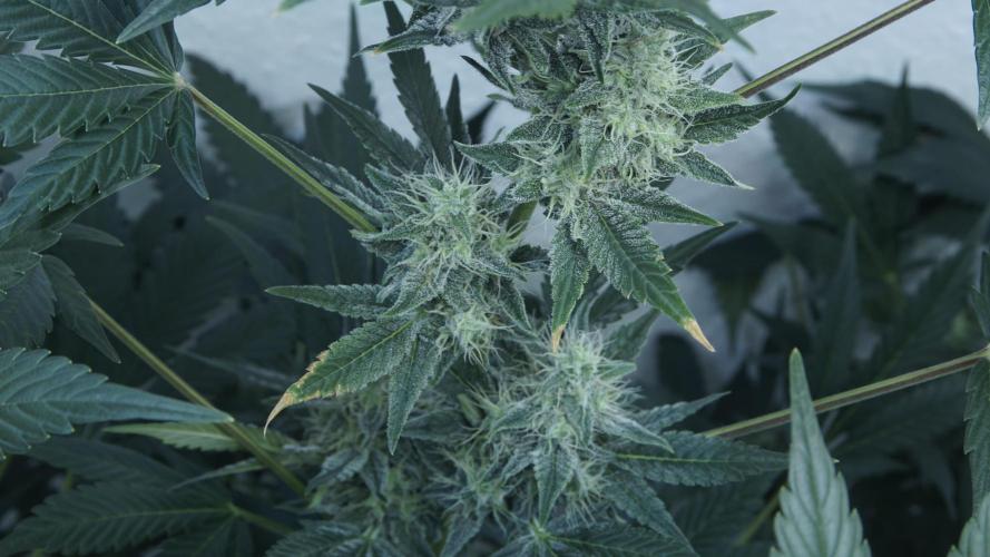 Russian Automatic. Week 11