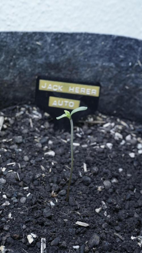 Jack Herer Auto X Sonnenerde. Week 1