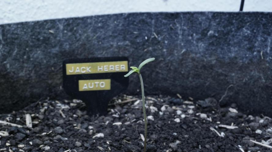 Jack Herer Auto X Sonnenerde. Week 1