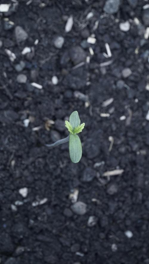 Jack Herer Auto X Sonnenerde. Week 1
