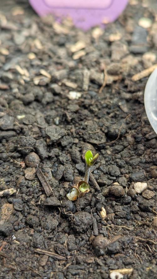 Banana Kush Auto x Sonnenerde. Week 0