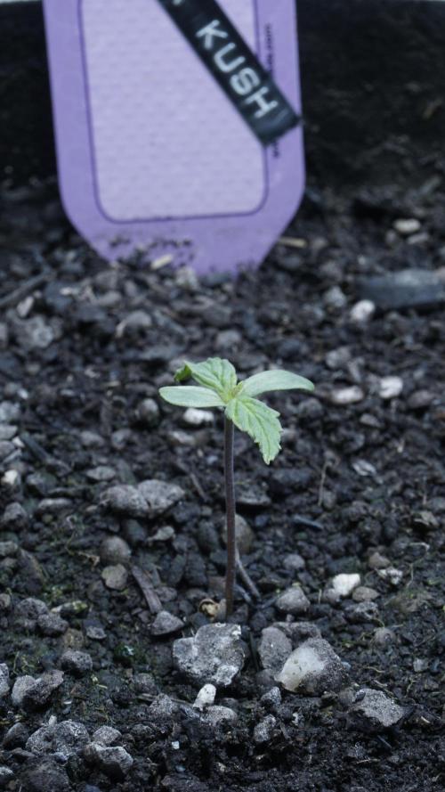 Banana Kush Auto x Sonnenerde. Week 1