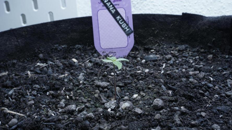 Banana Kush Auto x Sonnenerde. Week 1