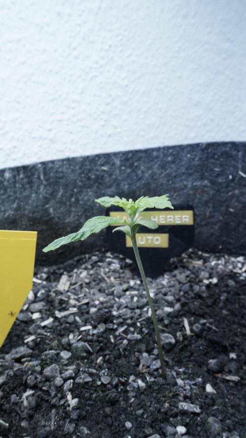 Jack Herer Auto X Sonnenerde. Week 2