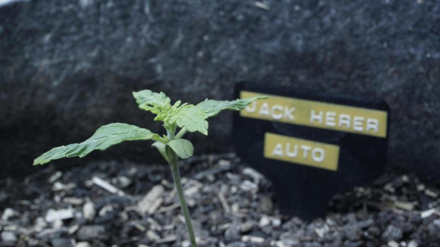 Jack Herer Auto X Sonnenerde. Week 2
