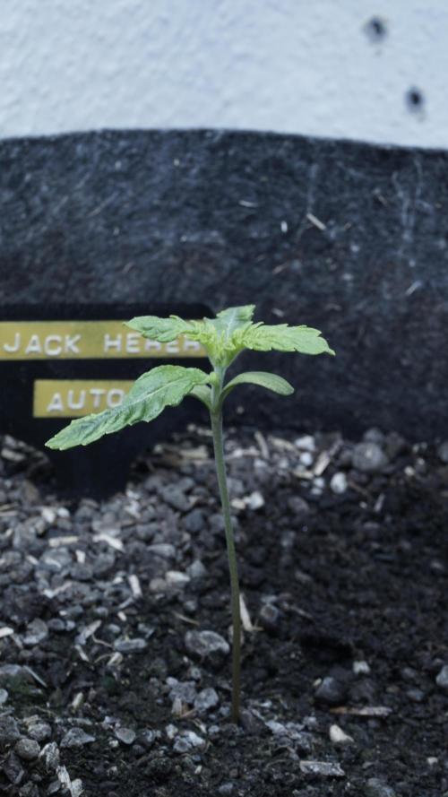Jack Herer Auto X Sonnenerde. Week 2