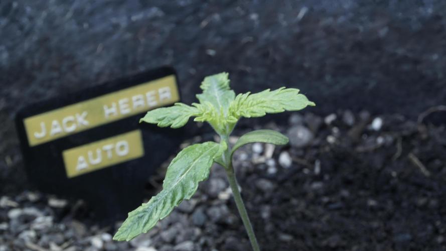 Jack Herer Auto X Sonnenerde. Week 2
