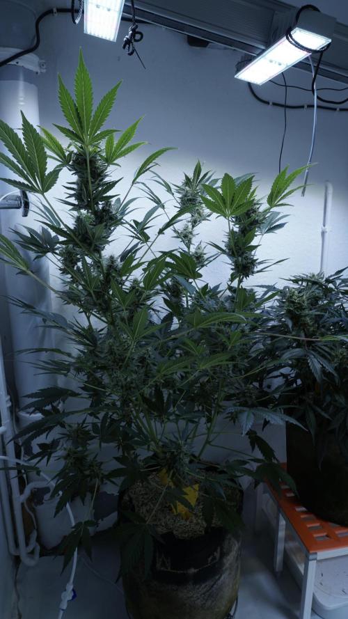 Russian Automatic X Sonnenerde. Week 12