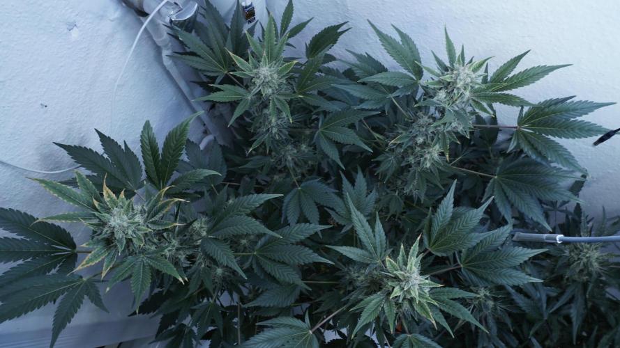 Russian Automatic X Sonnenerde. Week 12