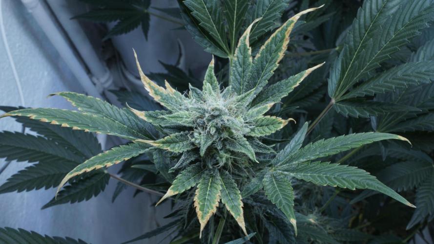 Russian Automatic X Sonnenerde. Week 12