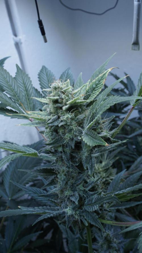Russian Automatic X Sonnenerde. Week 12