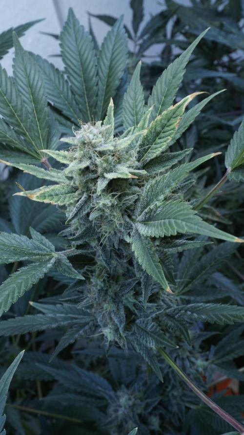 Russian Automatic X Sonnenerde. Week 12