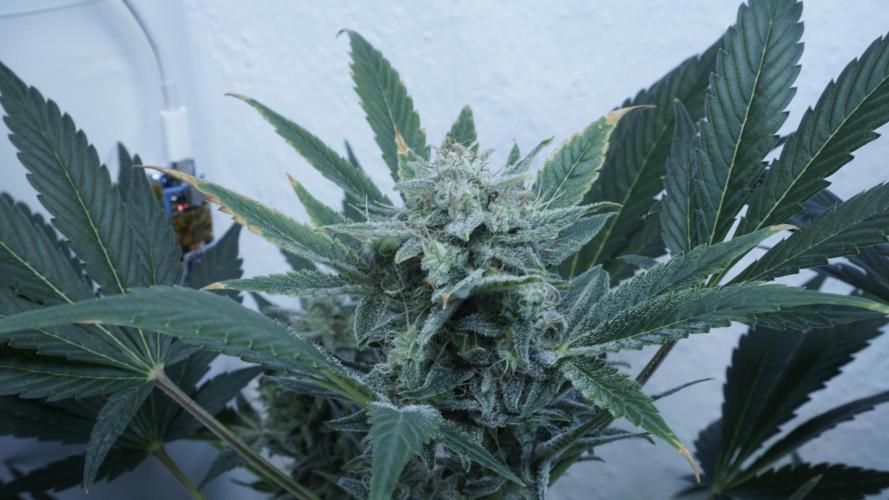 Russian Automatic X Sonnenerde. Week 12