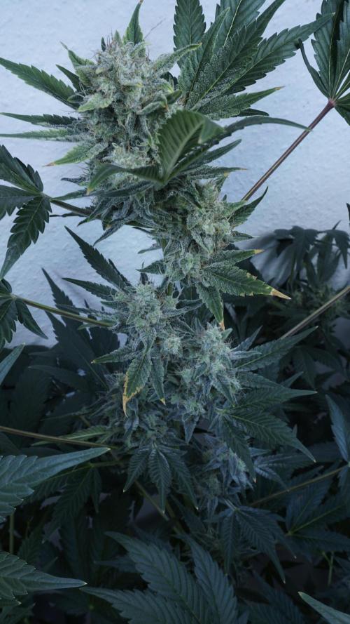 Russian Automatic X Sonnenerde. Week 12