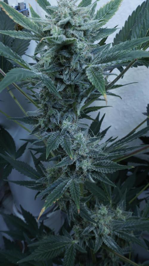 Russian Automatic X Sonnenerde. Week 12