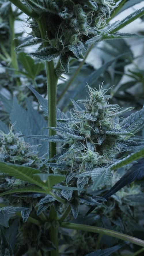 Russian Automatic X Sonnenerde. Week 12