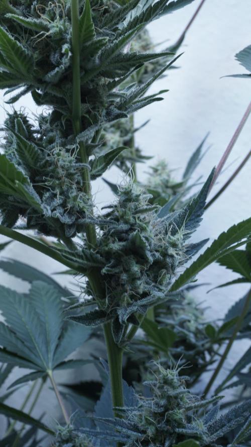 Russian Automatic X Sonnenerde. Week 12