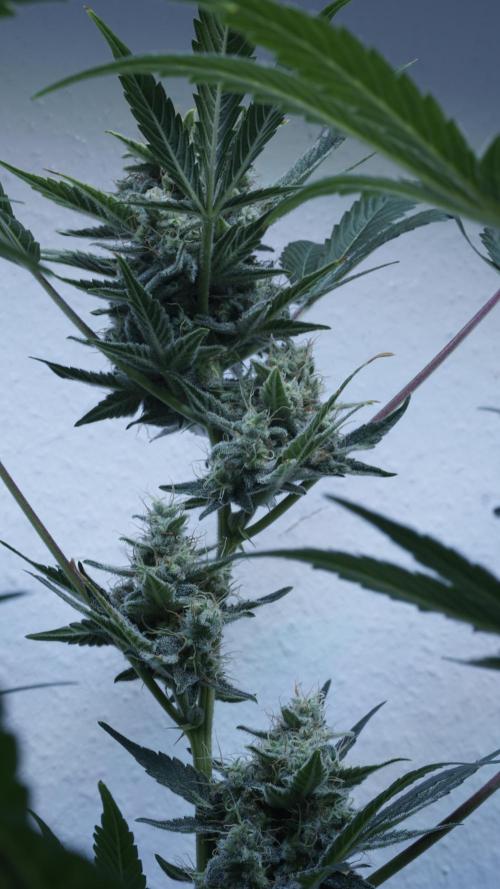 Russian Automatic X Sonnenerde. Week 12