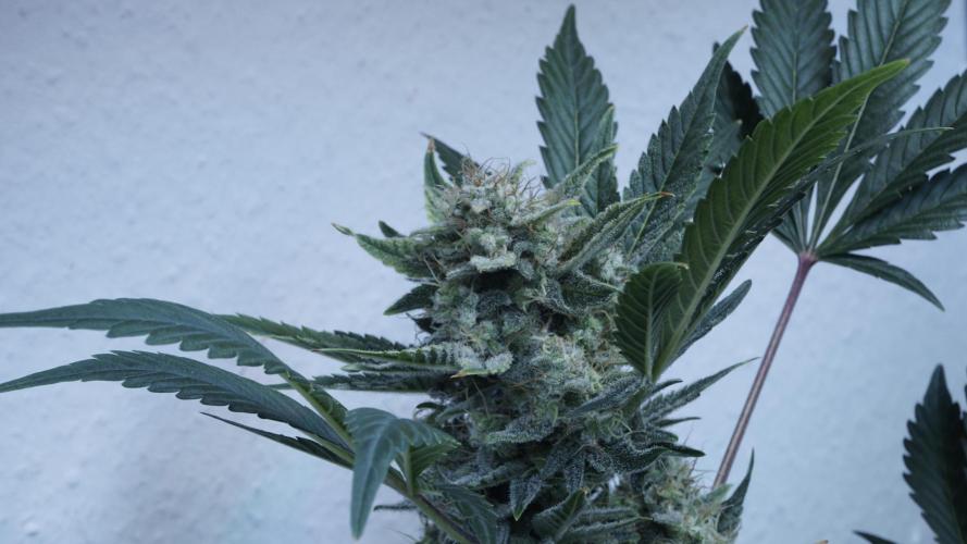 Russian Automatic X Sonnenerde. Week 12