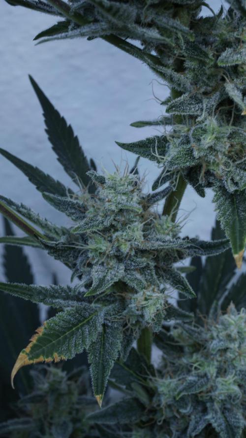 Russian Automatic X Sonnenerde. Week 12