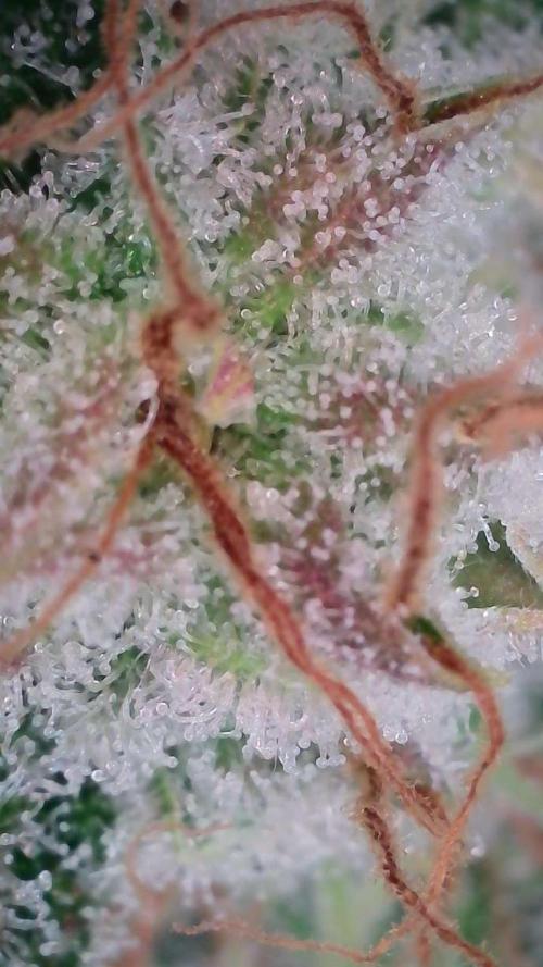 Russian Automatic X Sonnenerde. Week 12