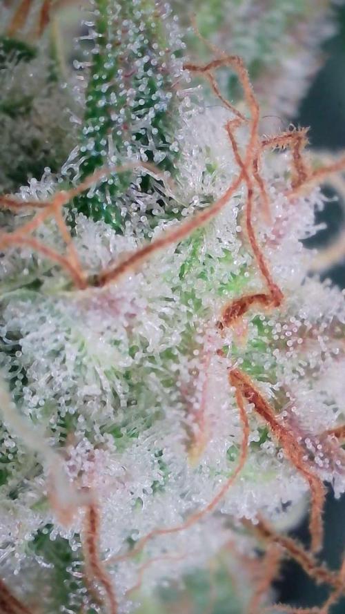 Russian Automatic X Sonnenerde. Week 12