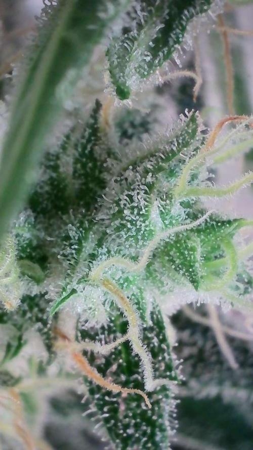 Russian Automatic X Sonnenerde. Week 12