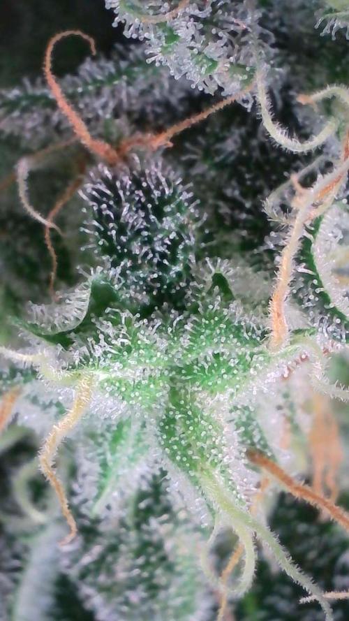 Russian Automatic X Sonnenerde. Week 12