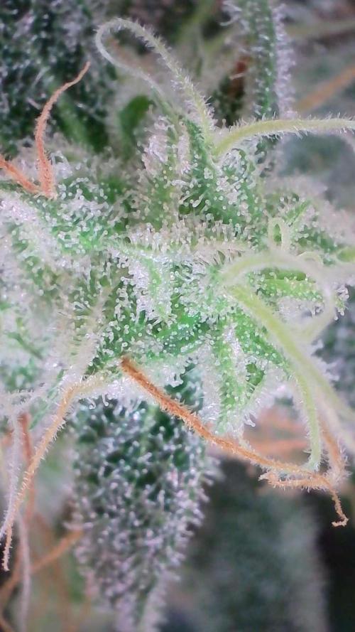 Russian Automatic. Week 12
