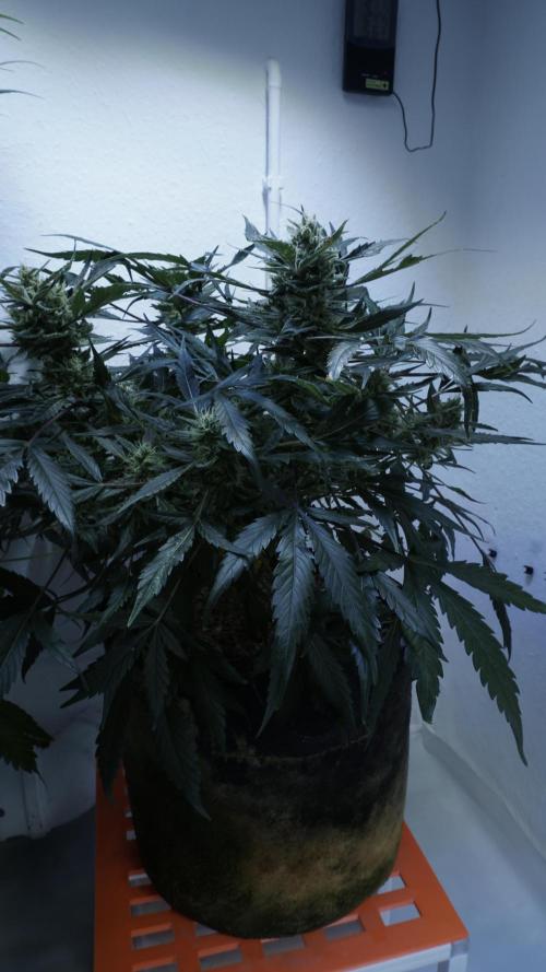 White Banana X Sonnenerde. Week 12
