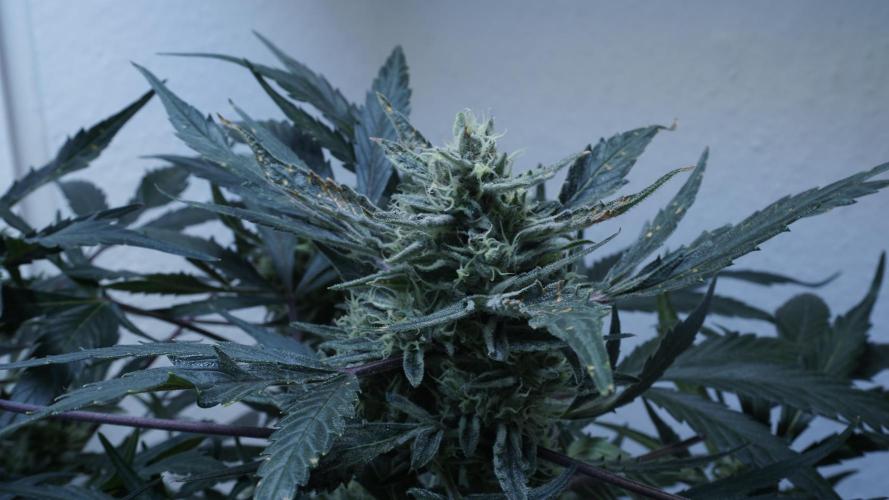White Banana X Sonnenerde. Week 12