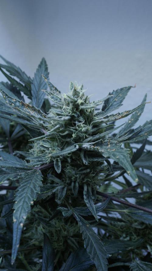 White Banana X Sonnenerde. Week 12