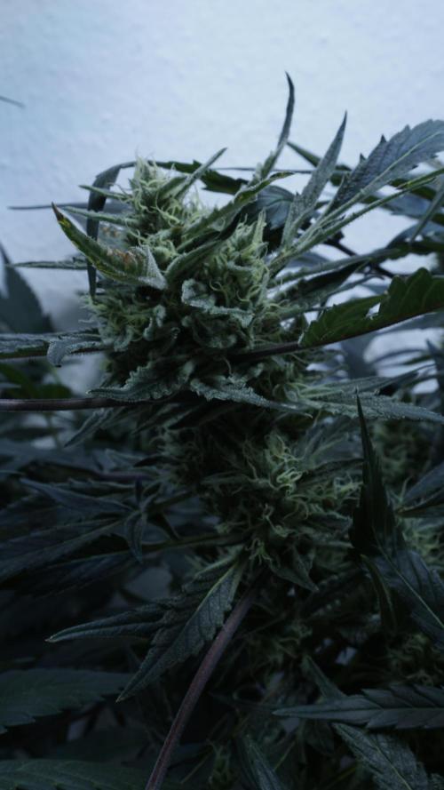 White Banana X Sonnenerde. Week 12