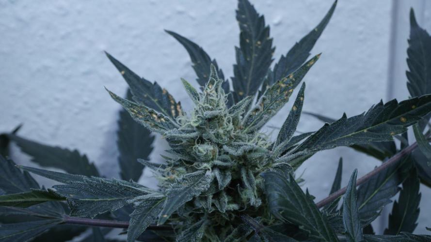 White Banana X Sonnenerde. Week 12