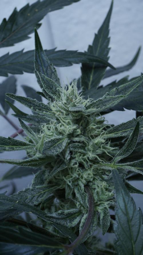 White Banana X Sonnenerde. Week 12