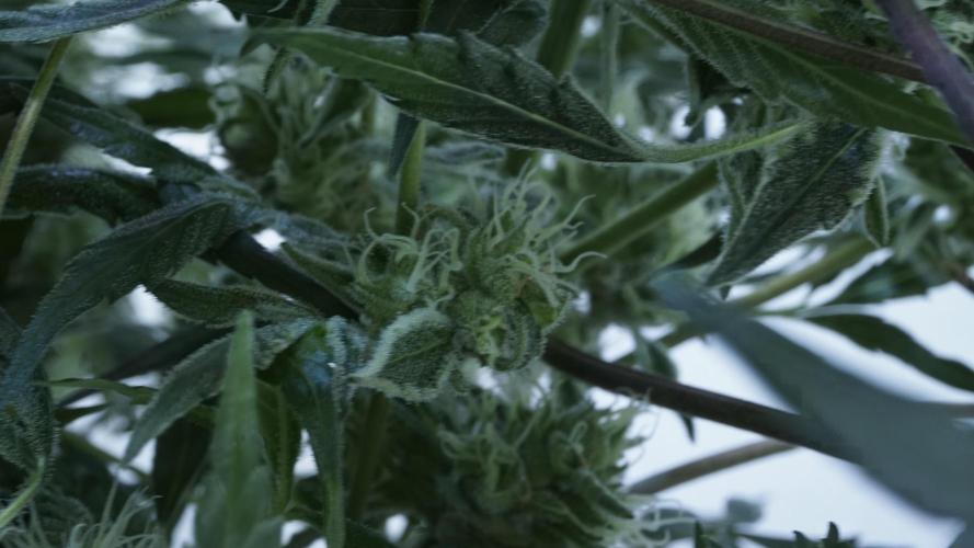 White Banana X Sonnenerde. Week 12