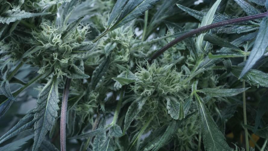 White Banana X Sonnenerde. Week 12