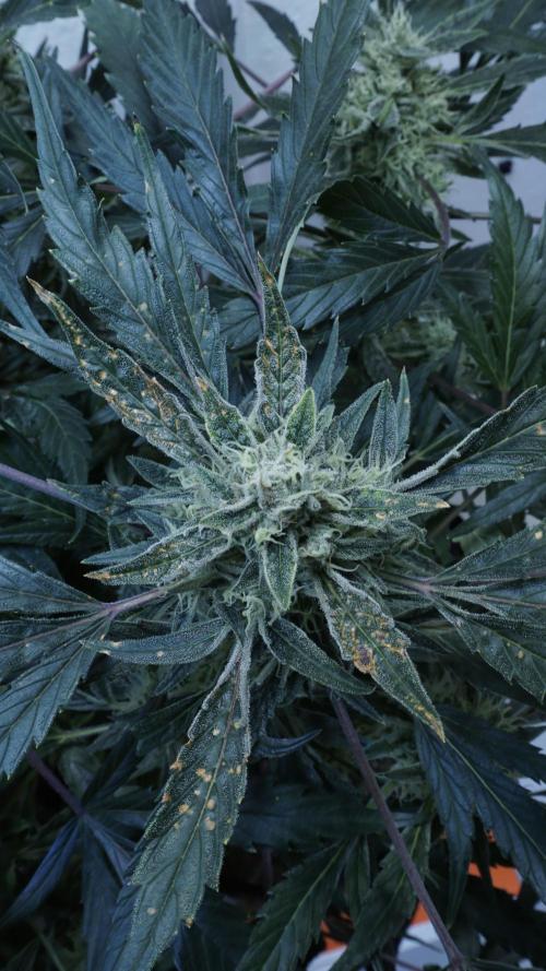 White Banana X Sonnenerde. Week 12