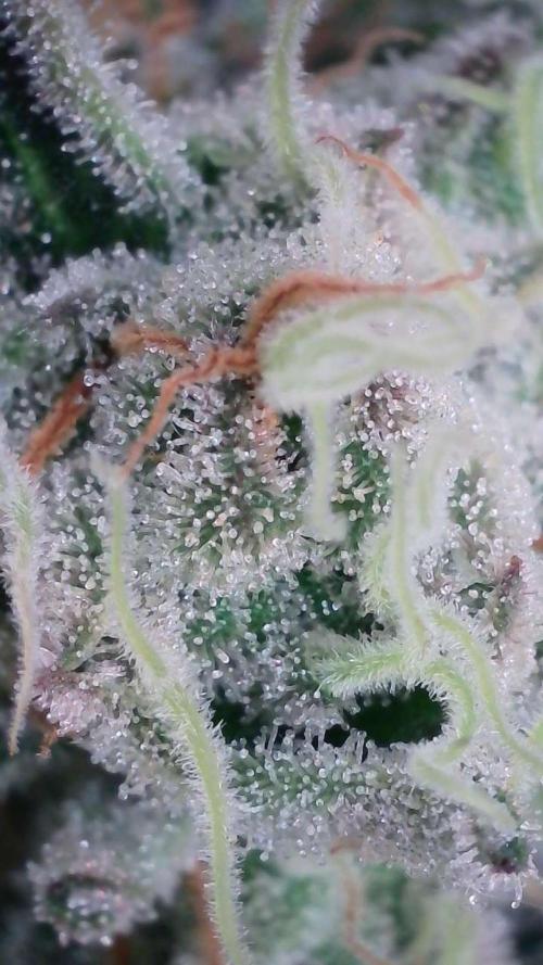 White Banana X Sonnenerde. Week 12