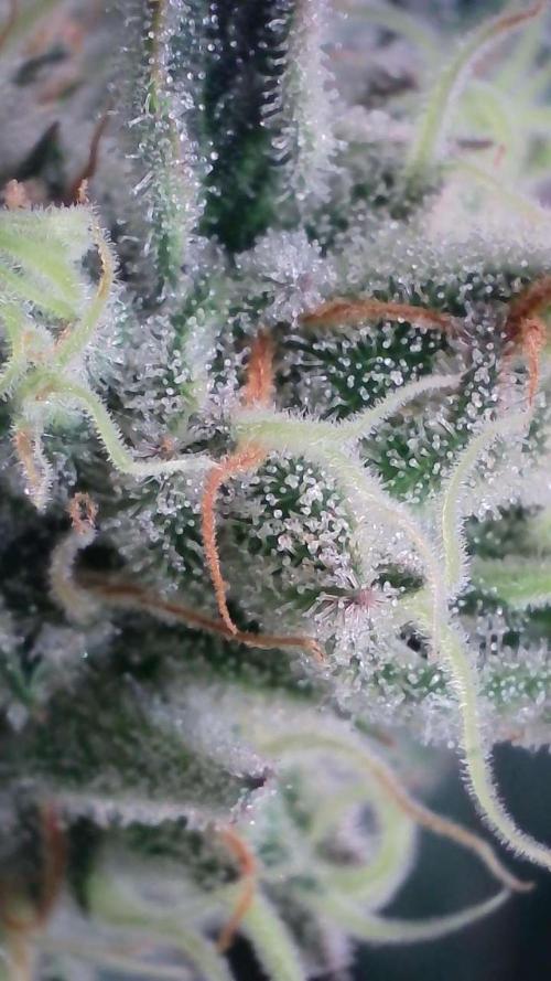 White Banana X Sonnenerde. Week 12
