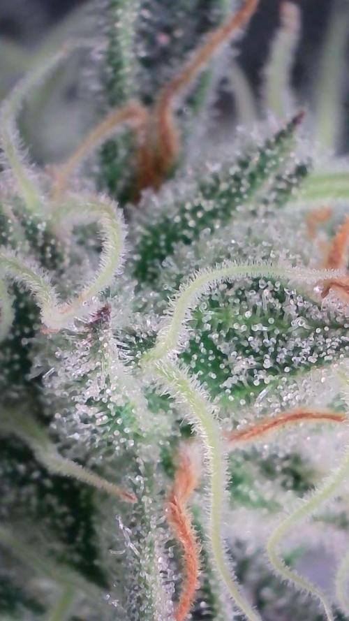 White Banana X Sonnenerde. Week 12