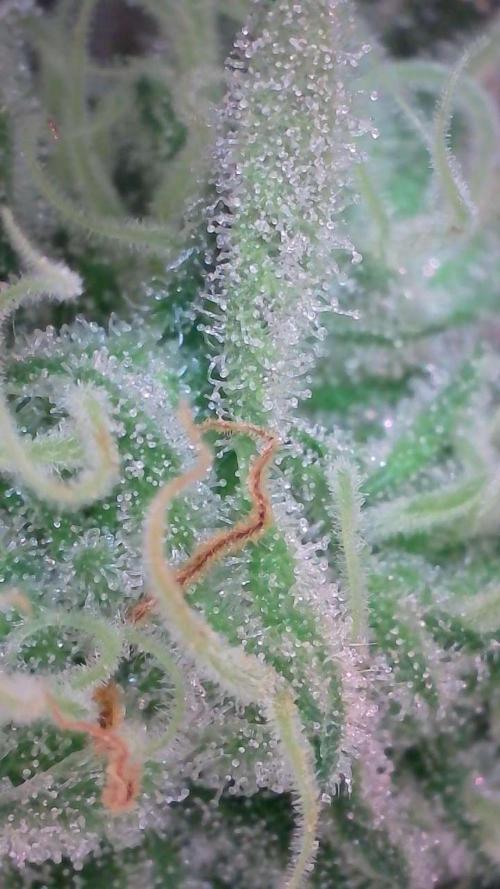 White Banana X Sonnenerde. Week 12